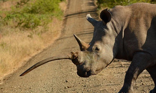 Cận cảnh tê giác trắng có sừng mọc ngược kỳ lạ