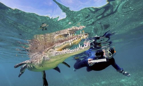 Du khách liều mạng bơi cùng cá sấu khủng ngoài khơi Cuba