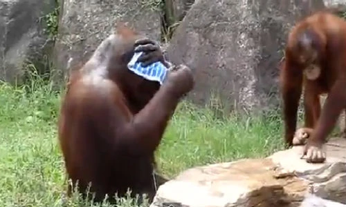 Thích thú nhìn đười ươi dùng khăn lau mặt như người