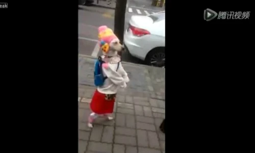 Chú chó diện quần áo đẹp, dạo phố bằng 2 chân