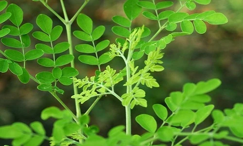 Tất tần tật các bước trồng “thần dược” chùm ngây 