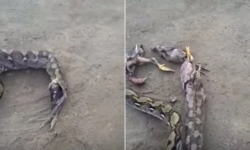 Qúa tham ăn, trăn khổng lồ nôn ọe vì mắc nghẹn