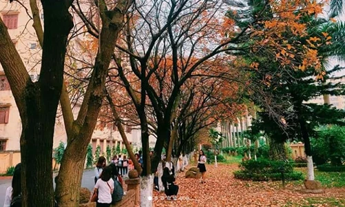 Giới trẻ Hà Nội tự hào với mùa thay lá đẹp chẳng kém Hàn Quốc