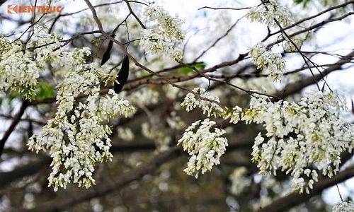 Giới trẻ Hà Nội tới đâu để ngắm hoa sưa nở trắng trời?