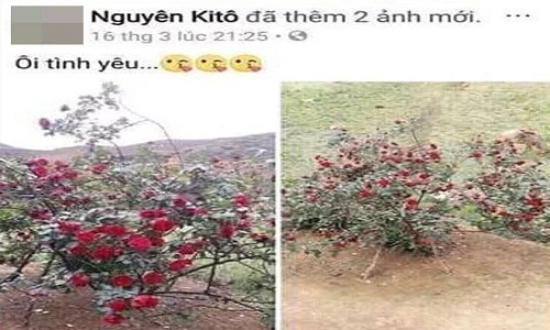 Thanh niên khốn đốn vì bị hiểu lầm là kẻ trộm cây hoa hồng cổ