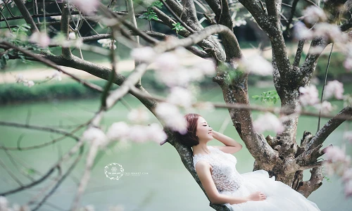 Ảnh cưới đẹp mê hồn dưới gốc mai anh đào