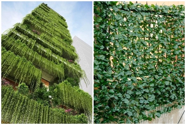 5 cây dây leo phù hợp làm rèm chắn nắng cho nhà hướng Tây