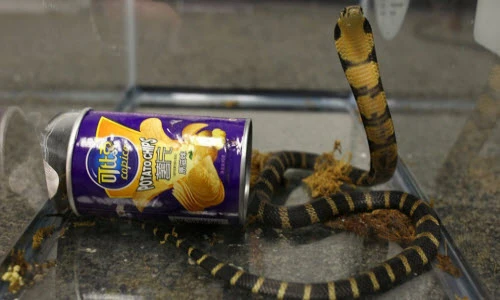 Ảnh động vật tuần: Rắn hổ mang chúa xuất hiện ai cũng "đứng hình"