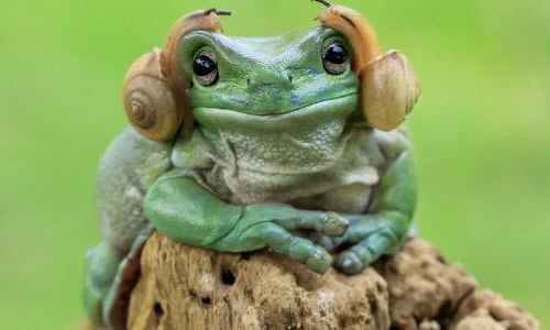 Hài hước cảnh ếch xanh đeo tai nghe làm bằng... ốc sên