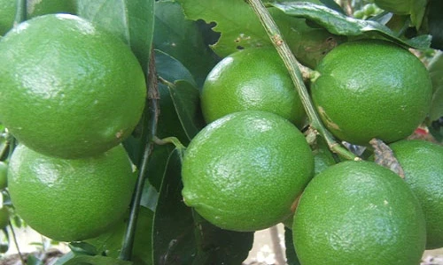 Bí kíp trồng chanh trong chậu mà quả vẫn sai lúc lỉu