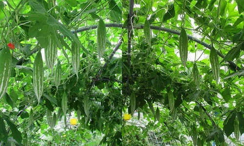 Mẹ Việt xứ Đài trồng vườn rau “gì cũng có” để đỡ nhớ nhà