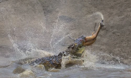 Cá sấu khổng lồ điên cuồng xẻ thịt linh dương 