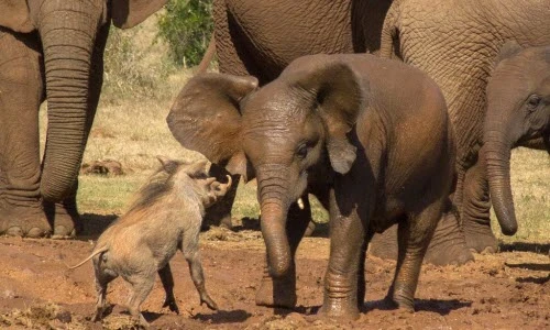 Lợn lòi cả gan khiêu chiến voi để tranh chỗ tắm