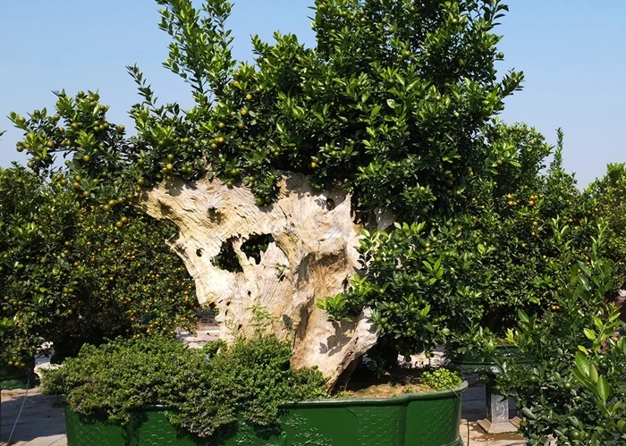 Ngắm quất ghép gỗ lũa khoe dáng đón Tết Giáp Thìn 2024