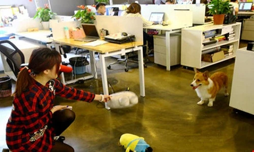 Sẽ ra sao nếu giới trẻ được mang thú cưng đến cơ quan?