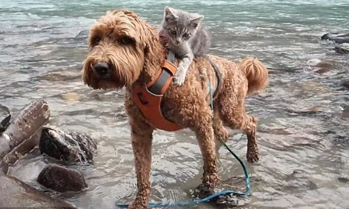 Ngạc nhiên tình bạn thân thiết hiếm thấy giữa mèo và chó 
