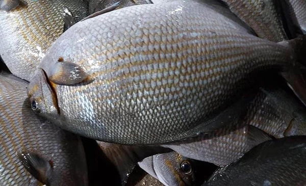 Loài cá nghe tên “nổi da gà” bỗng hóa “mỏ vàng“