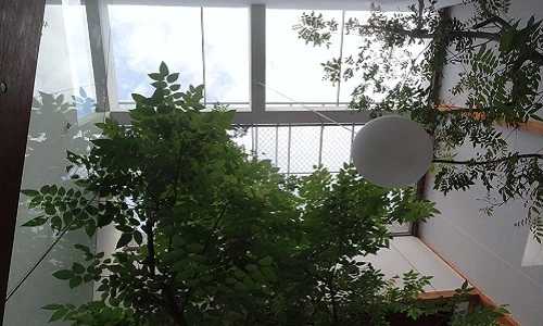 Ngắm nhà xanh yên bình, siêu thơ mộng ở thành phố Huế