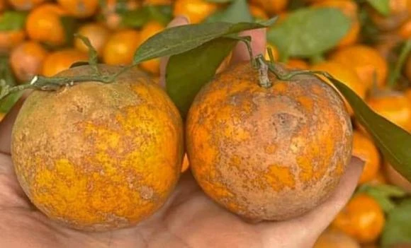 Loại quả “làm mưa làm gió” tại Hà Nội, tiểu thương đua nhau bán 