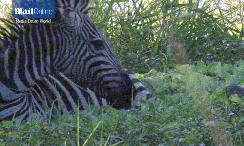 Ngoạn mục khoảnh khắc ngựa vằn né đòn hiểm của cá sấu