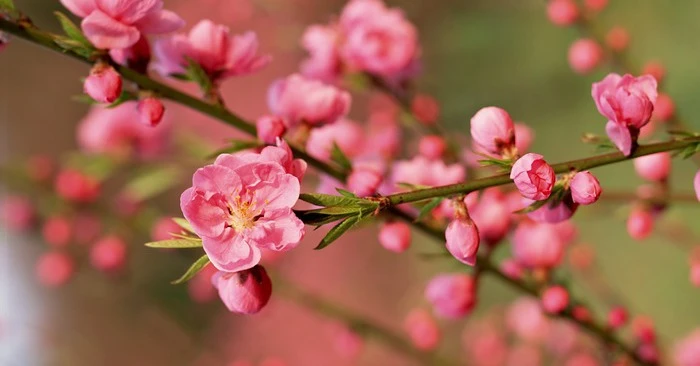 3 con giáp có phúc lộc song toàn, năm 2023 phất cờ chiến thắng