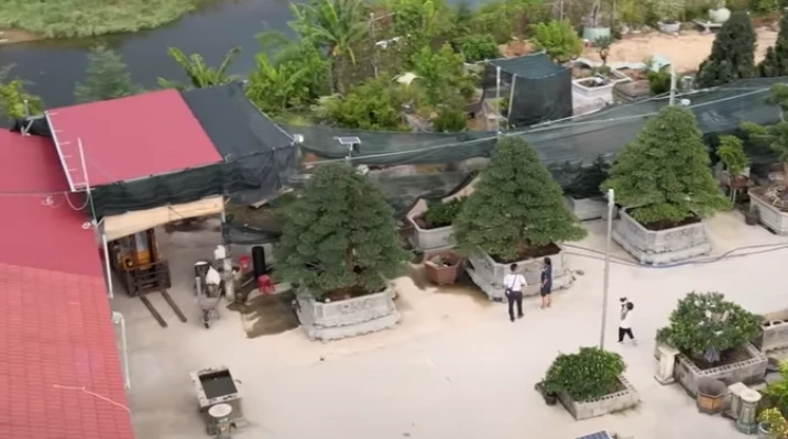 Chiêm ngưỡng 3 cây tùng 40 tỷ đắt đỏ bậc nhất miền Trung 