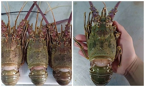 Mục sở thị tôm hùm Angola khổng lồ hút khách Việt