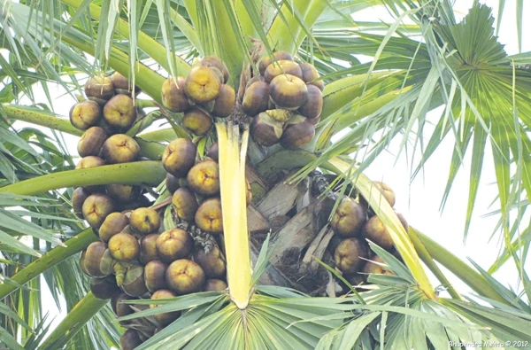 Quả dại rụng đầy gốc ở Việt Nam sang nước ngoài tiền triệu 