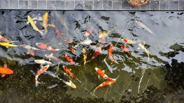 Độ giàu có của đại gia cá Koi nức tiếng Việt Nam 