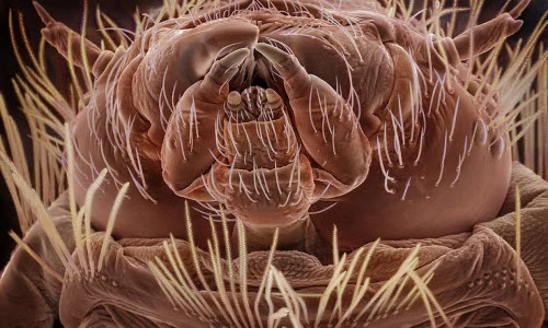 Dung nhan ngoài hành tinh của côn trùng sống cạnh người