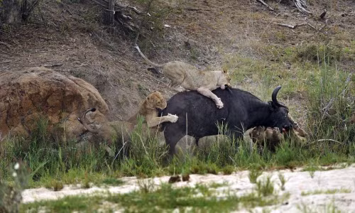 Kinh hoàng sư tử hợp sức truy sát trâu rừng 