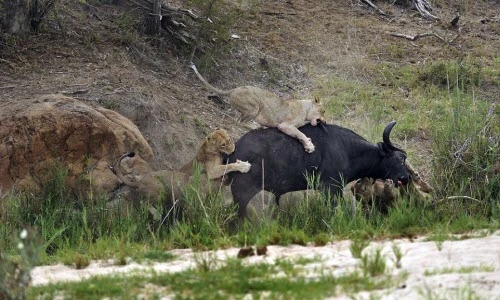 Kinh hoàng sư tử hợp sức truy sát trâu rừng