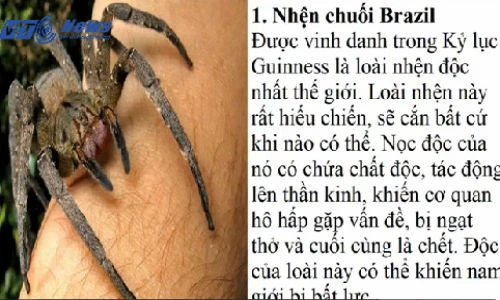10 loài nhện độc nhất thế giới