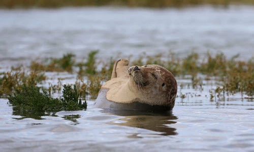 Ảnh động vật tuần: Hải cẩu lim dim mắt thư giãn