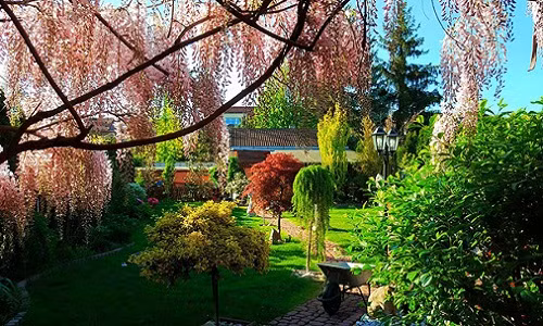 Vườn hoa đẹp như cổ tích của phụ nữ Việt ở Praha 