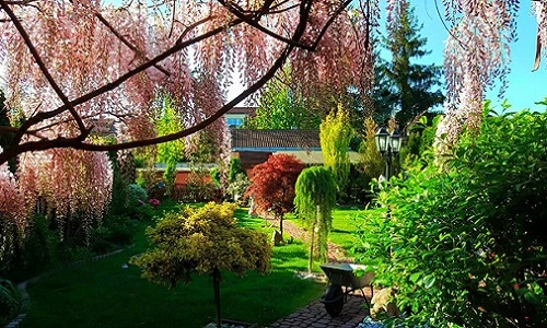 Vườn hoa đẹp như cổ tích của phụ nữ Việt ở Praha