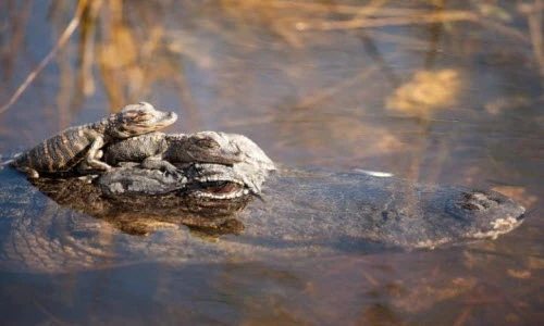 Ảnh động vật tuần: Cá sấu con cả gan cưỡi trên đầu mẹ