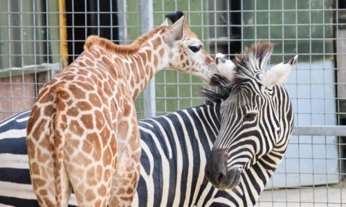 Tình bạn kỳ lạ giữa ngựa vằn và hươu cao cổ