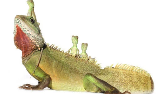 Những bức ảnh ngộ nghĩnh về loài rồng đất