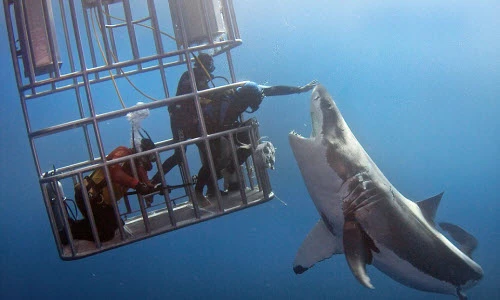 Thợ lặn mạo hiểm đùa giỡn với cá mập trắng lớn 