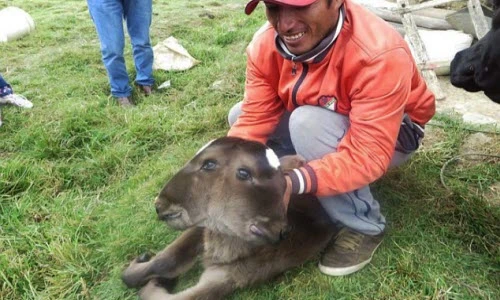 Bê con hai đầu mới sinh gây hoang mang ở Peru