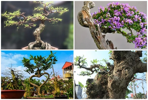 Top 10 bonsai dáng quái có 1-0-2 khiến đại gia mê mẩn 