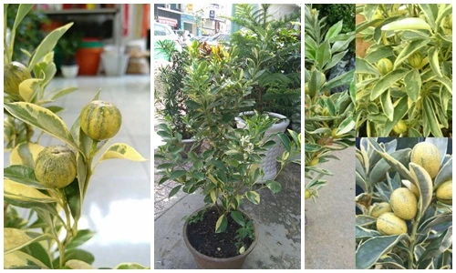 Vừa xuất hiện, thú chơi tắc cẩm thạch đã "siêu hót"