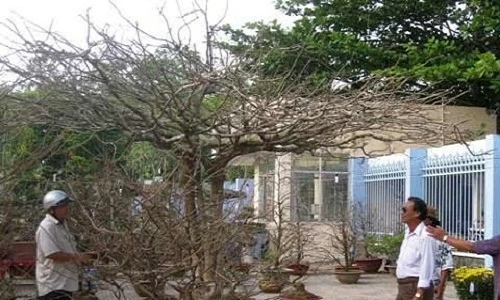 Chiêm ngưỡng những cây mai “phu thê” khủng đại gia Việt chơi Tết