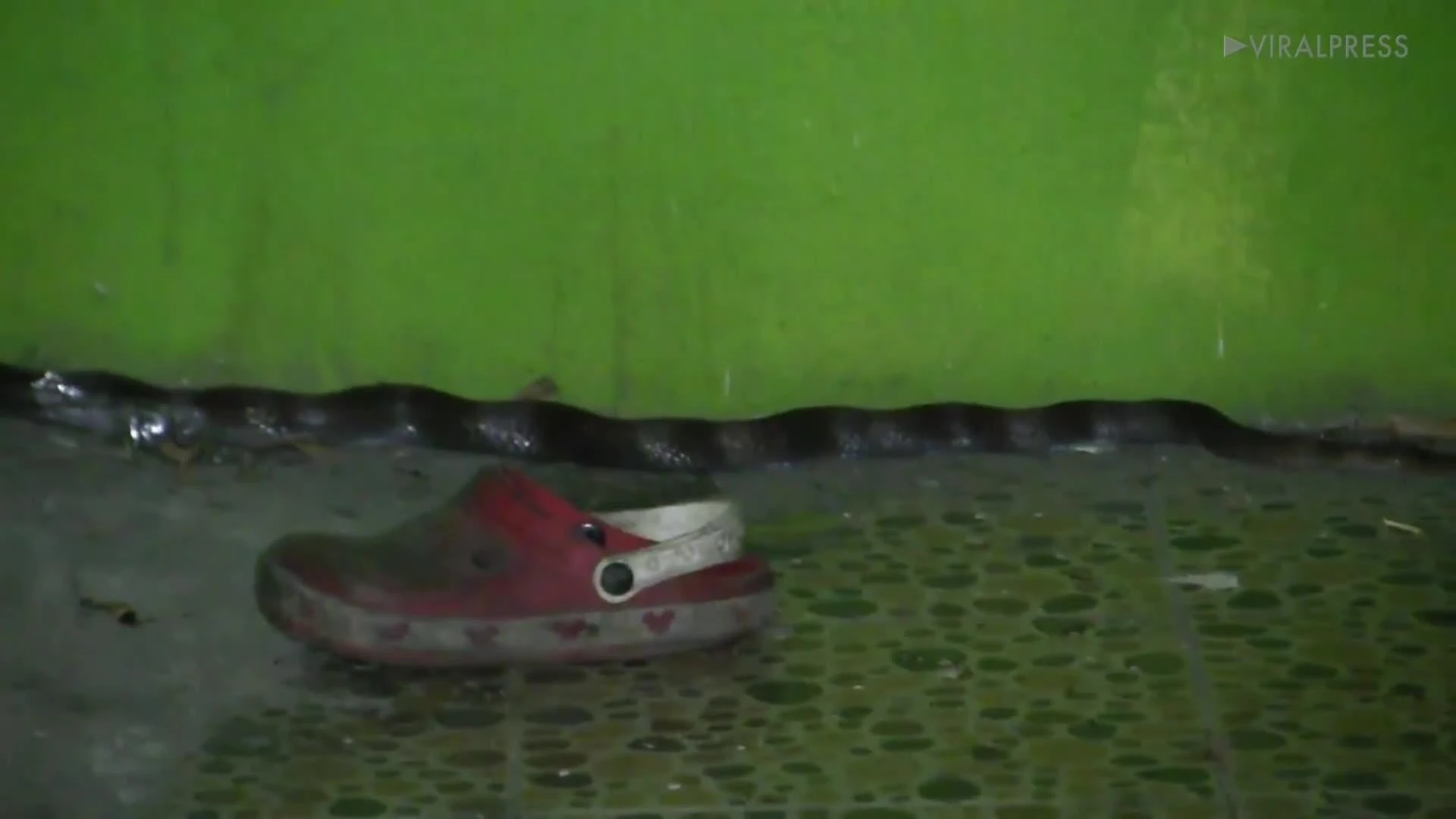 Video: Hốt hoảng khi phát hiện con rắn dài 2m trong đống giày dép