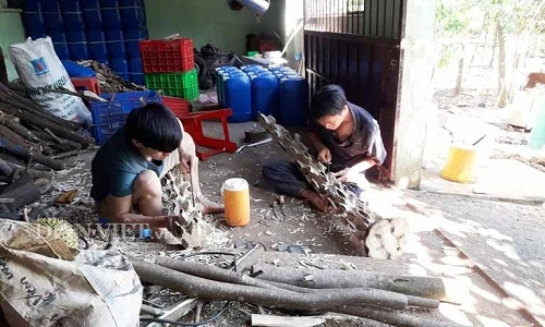 Bí quyết của lão nông bắt cây dó “đẻ” ra trầm thu tiền tỷ