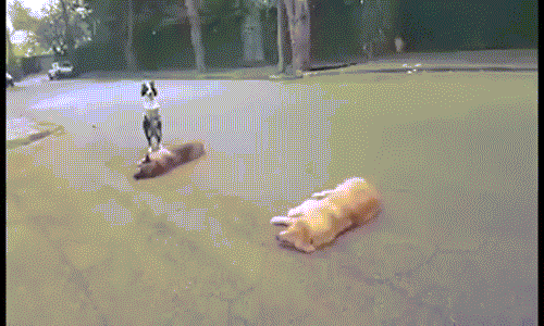 Tròn mắt nhìn chó chơi trò nhảy cóc như người