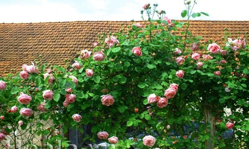 10 loại hoa chịu nắng nóng tốt, dễ trồng mùa hè