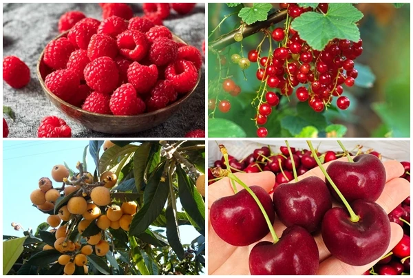 4 quả “rụng đầy đường” ở nước ngoài, về Việt Nam giá “trên trời“