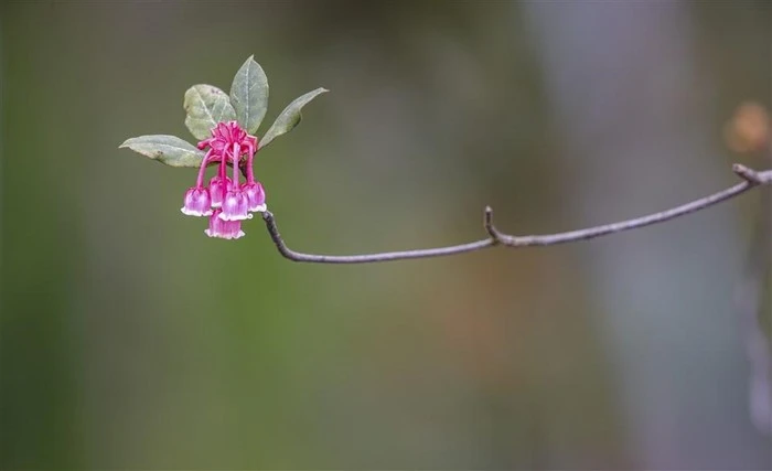 Đỉnh Bà Nà rực rỡ sắc hoa đào chuông báo xuân về 